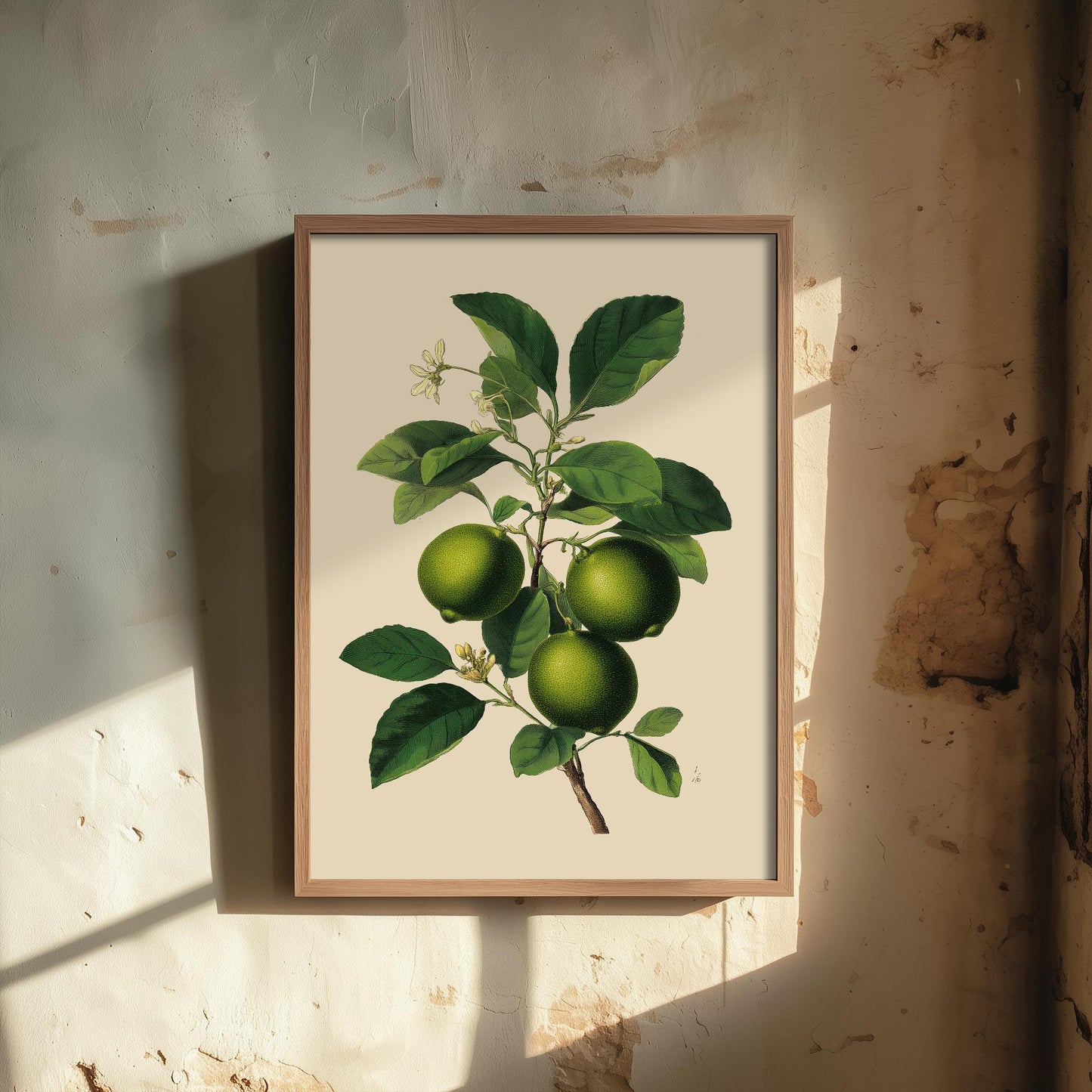 Limes Vintage Botanical Fruit Art Print - Painting - Poster Cooking Kitchen