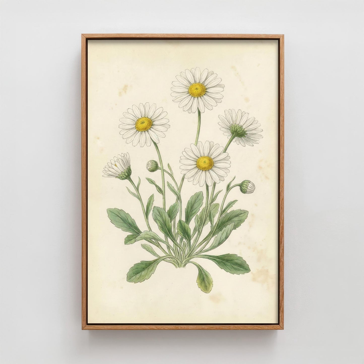 Daisy Vintage Flower Print - Floral Plants - Painting Photo Poster Wall Art Gift Bouquet Botanical