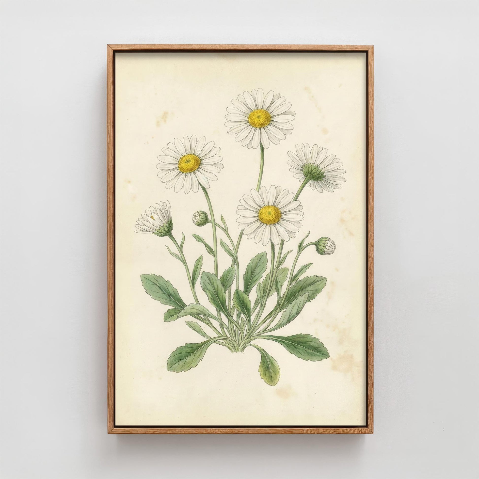 Daisy Vintage Flower Print - Floral Plants - Painting Photo Poster Wall Art Gift Bouquet Botanical