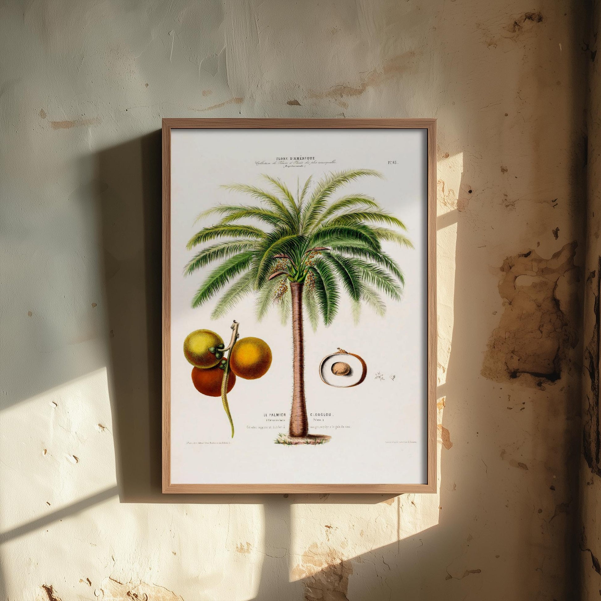 Palm Tree Vintage Illustration - Old Antique Style Poster - Gift Animal Art Print