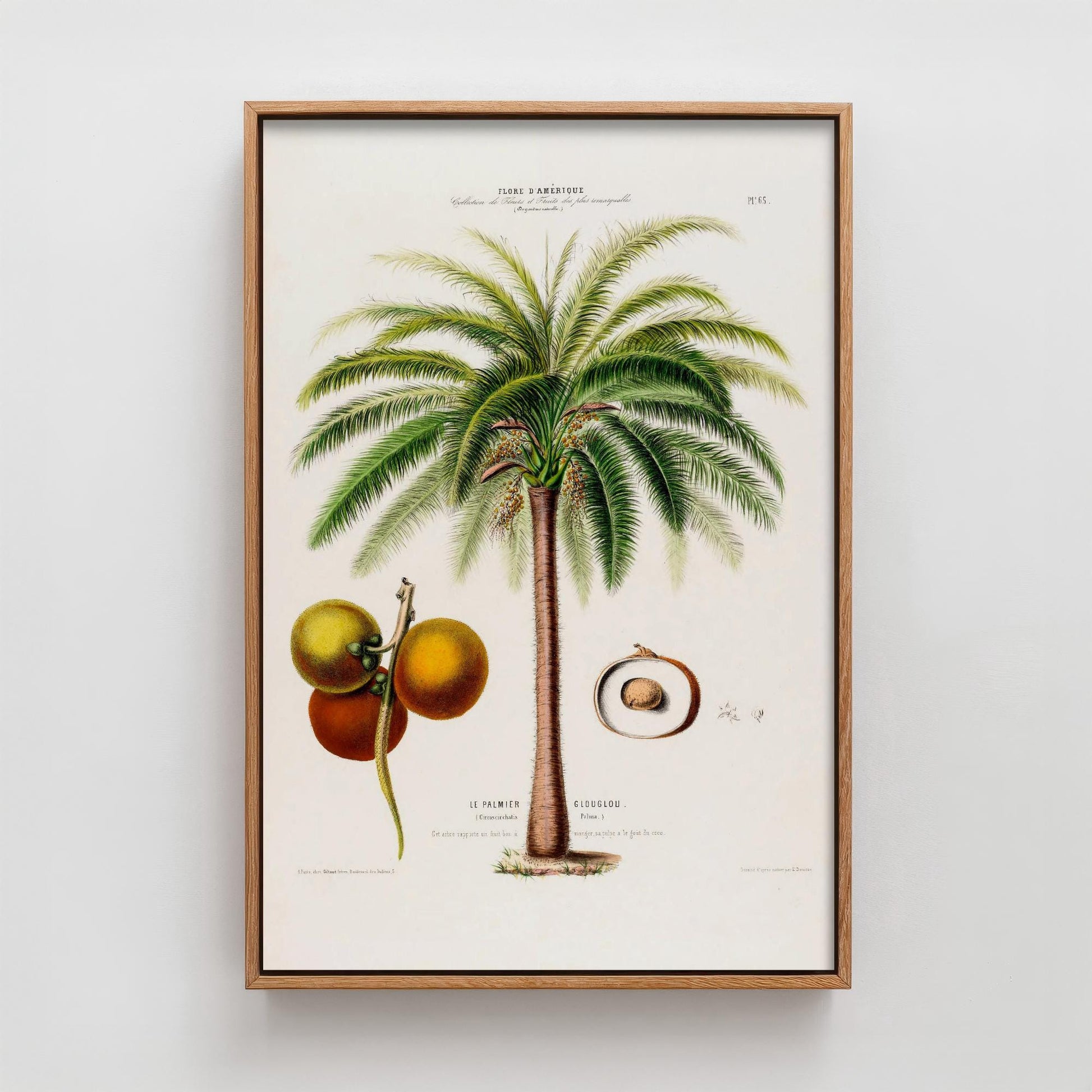 Palm Tree Vintage Illustration - Old Antique Style Poster - Gift Animal Art Print