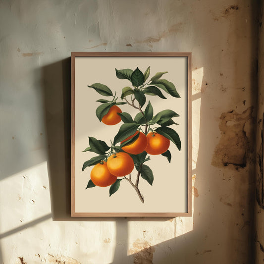 Oranges Vintage Botanical Fruit Art Print - Painting - Poster Cooking Kitchen