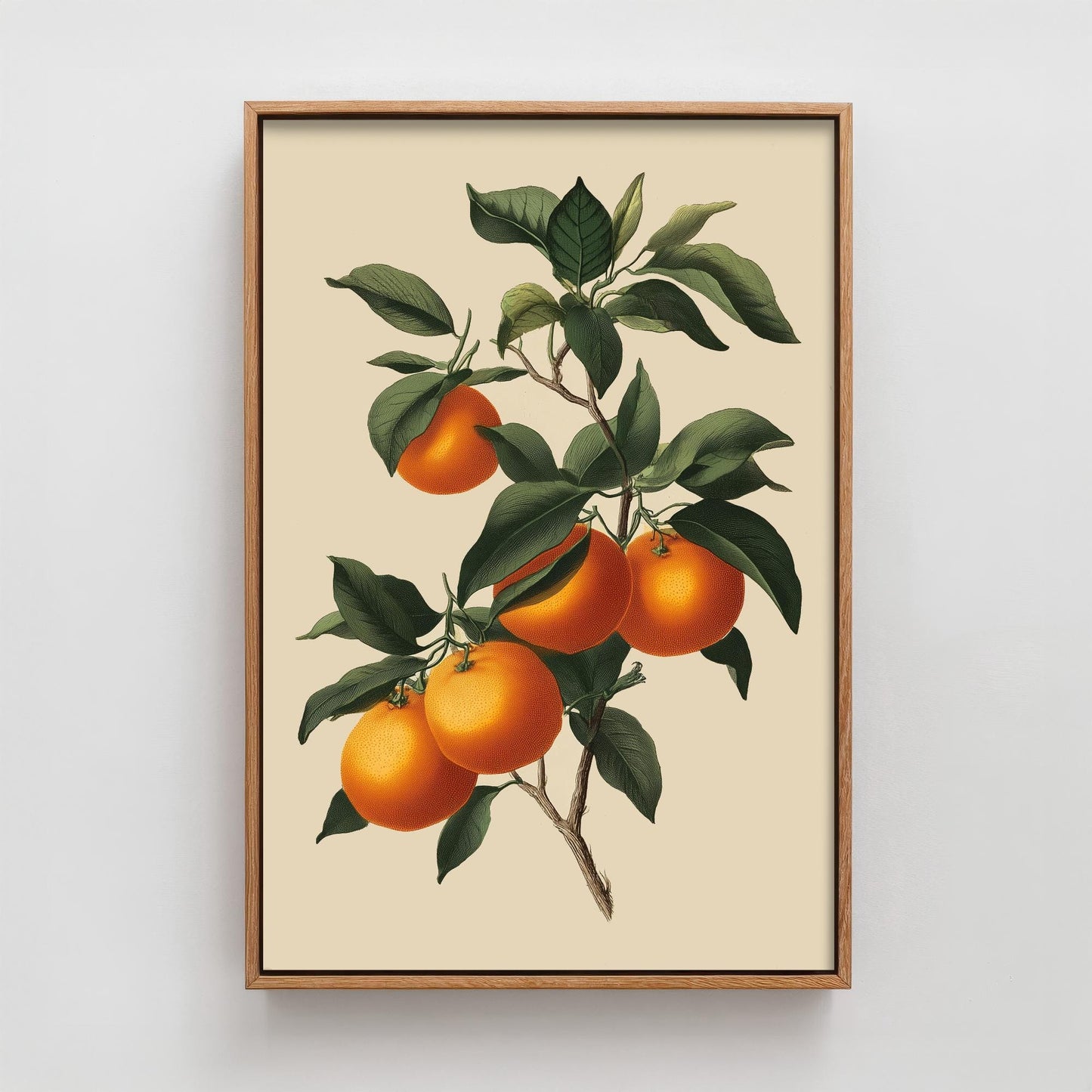 Oranges Vintage Botanical Fruit Art Print - Painting - Poster Cooking Kitchen