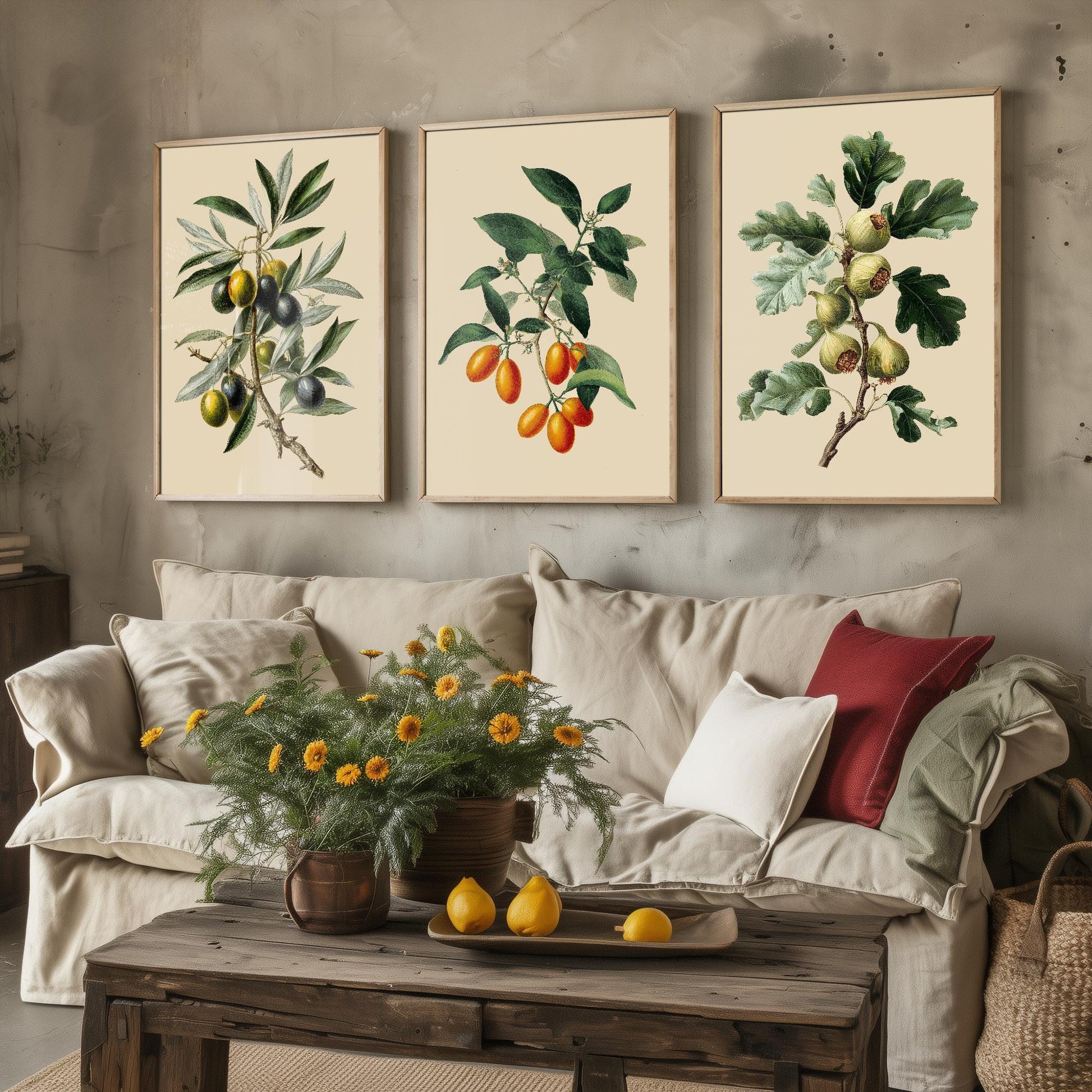 Set of Three Vintage Botanical Fruit Art Prints - 3 Paintings of Olives, Kumquats and Figs - Poster Cooking Kitchen