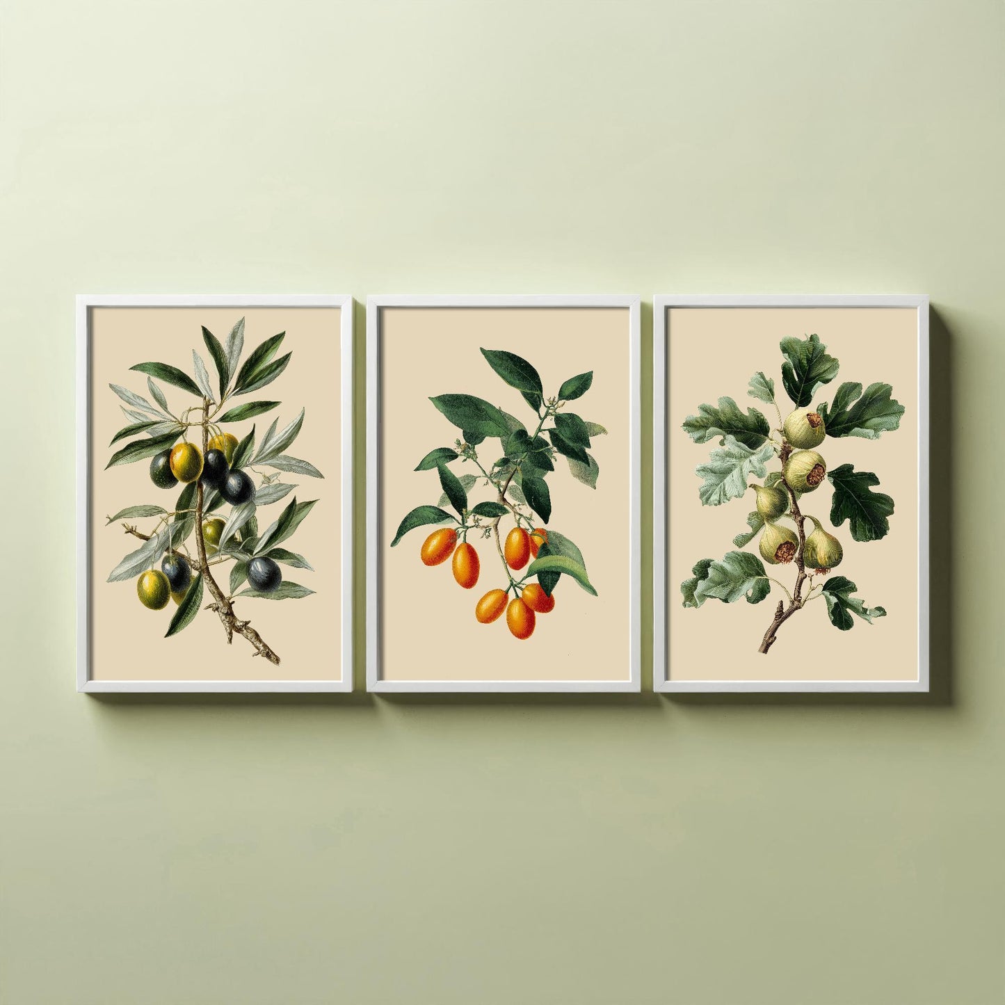 Set of Three Vintage Botanical Fruit Art Prints - 3 Paintings of Olives, Kumquats and Figs - Poster Cooking Kitchen