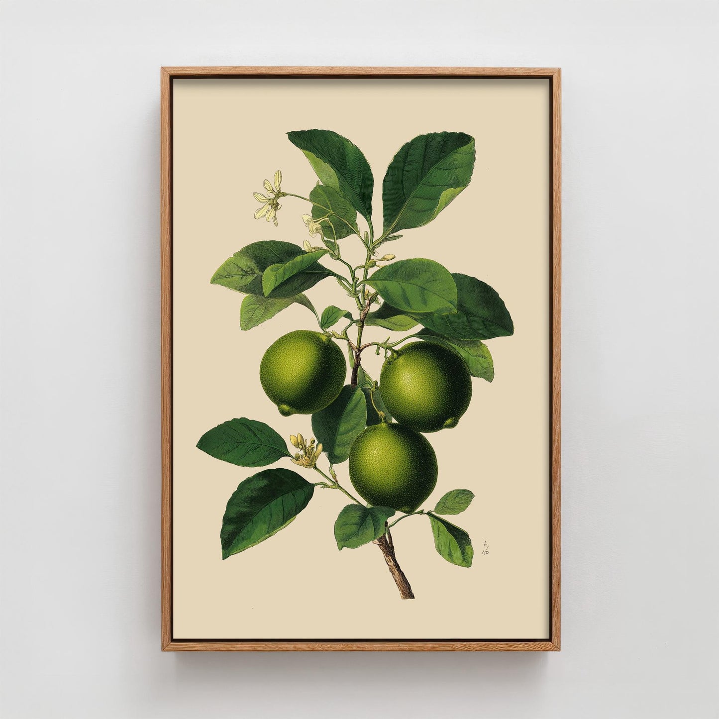 Limes Vintage Botanical Fruit Art Print - Painting - Poster Cooking Kitchen