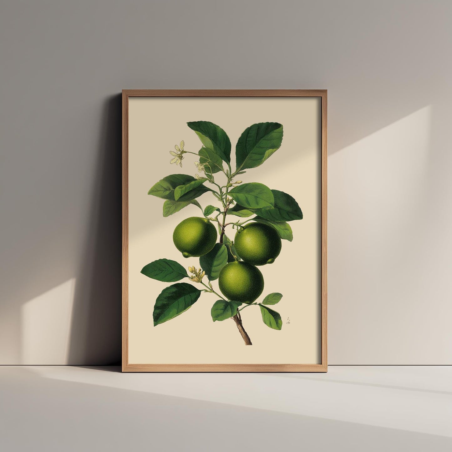 Limes Vintage Botanical Fruit Art Print - Painting - Poster Cooking Kitchen