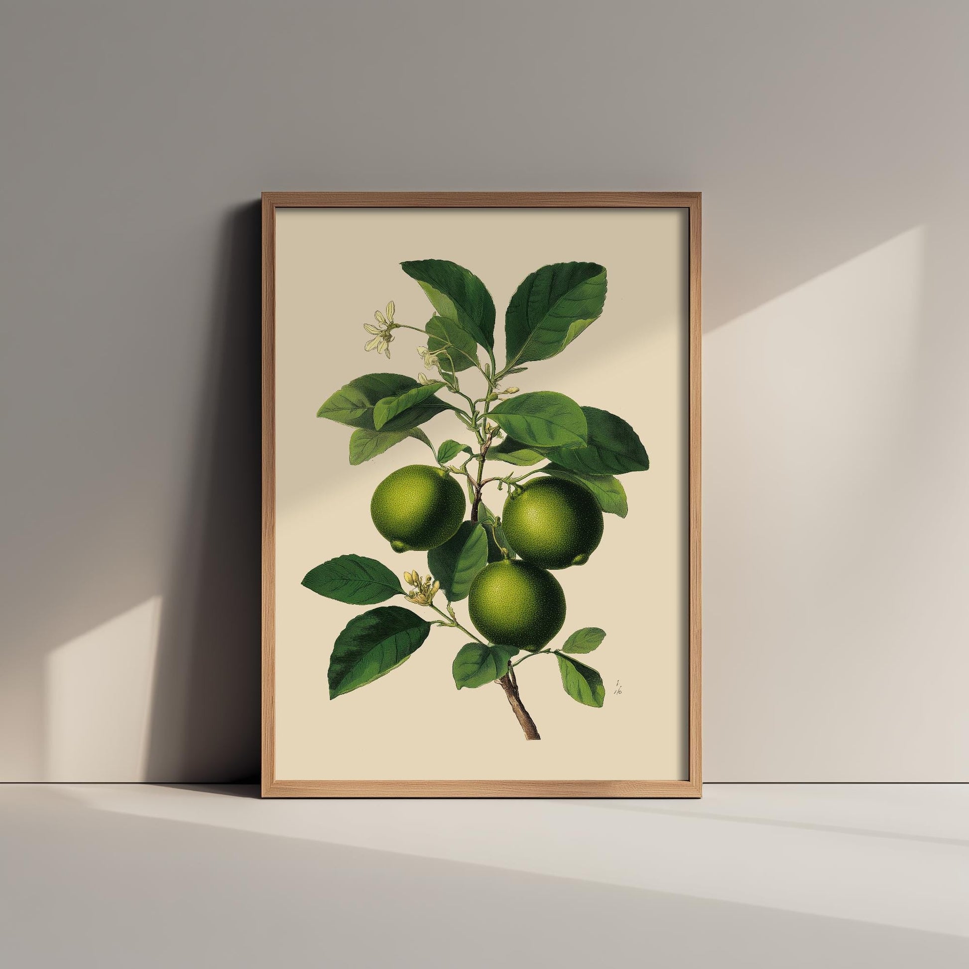 Limes Vintage Botanical Fruit Art Print - Painting - Poster Cooking Kitchen