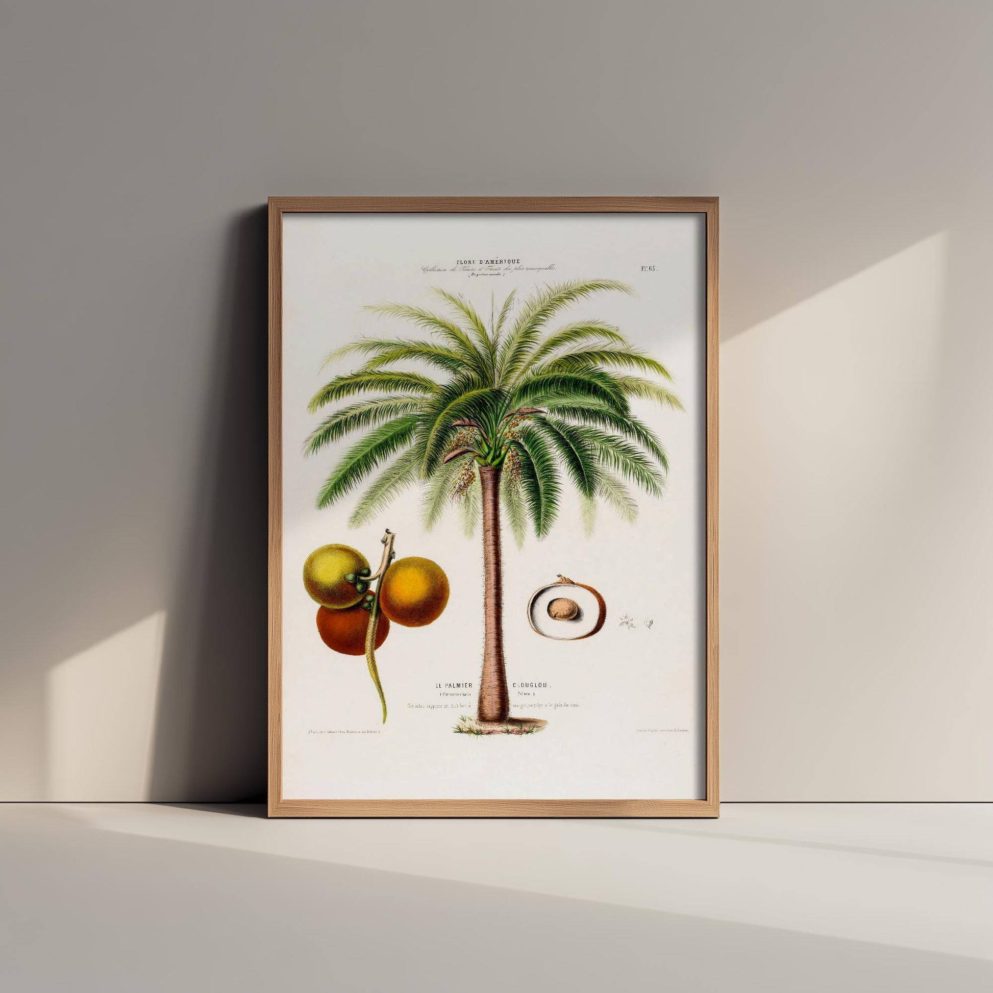 Palm Tree Vintage Illustration - Old Antique Style Poster - Gift Animal Art Print