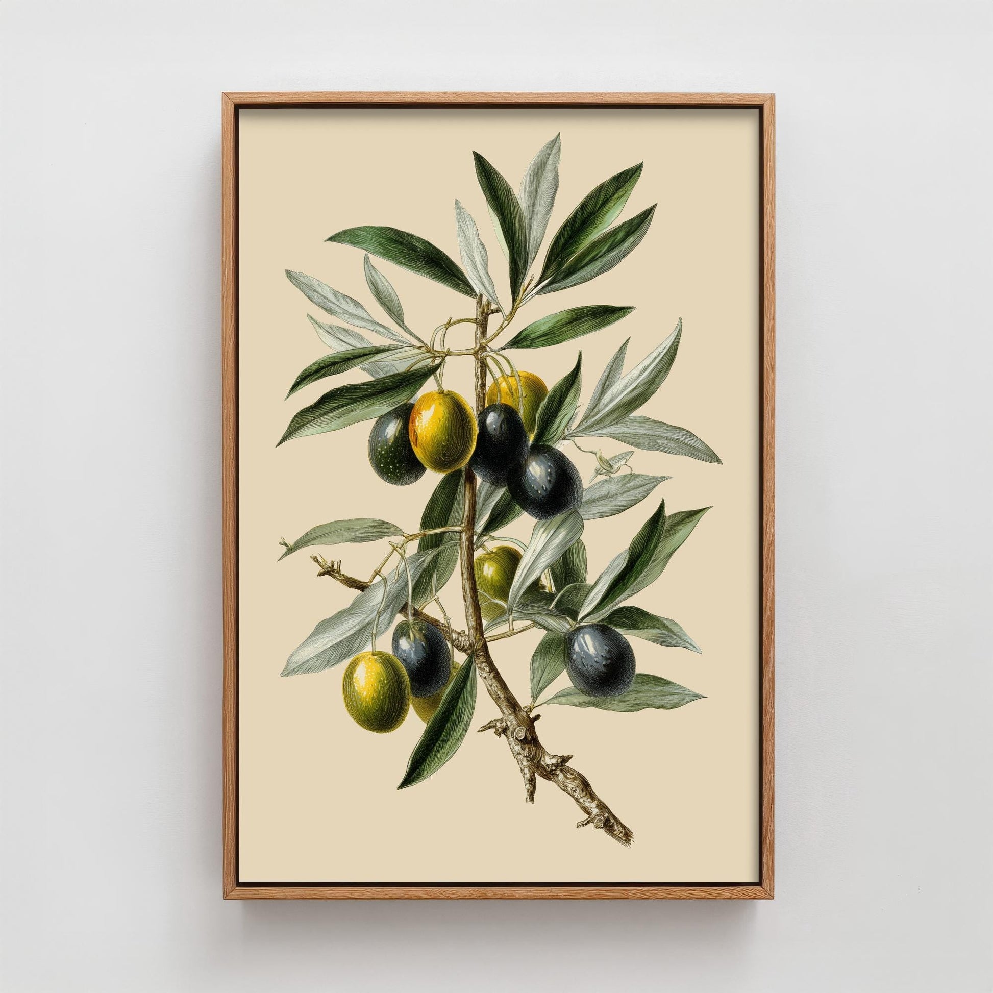 Olives Vintage Botanical Fruit Art Print - Painting - Poster Cooking Kitchen