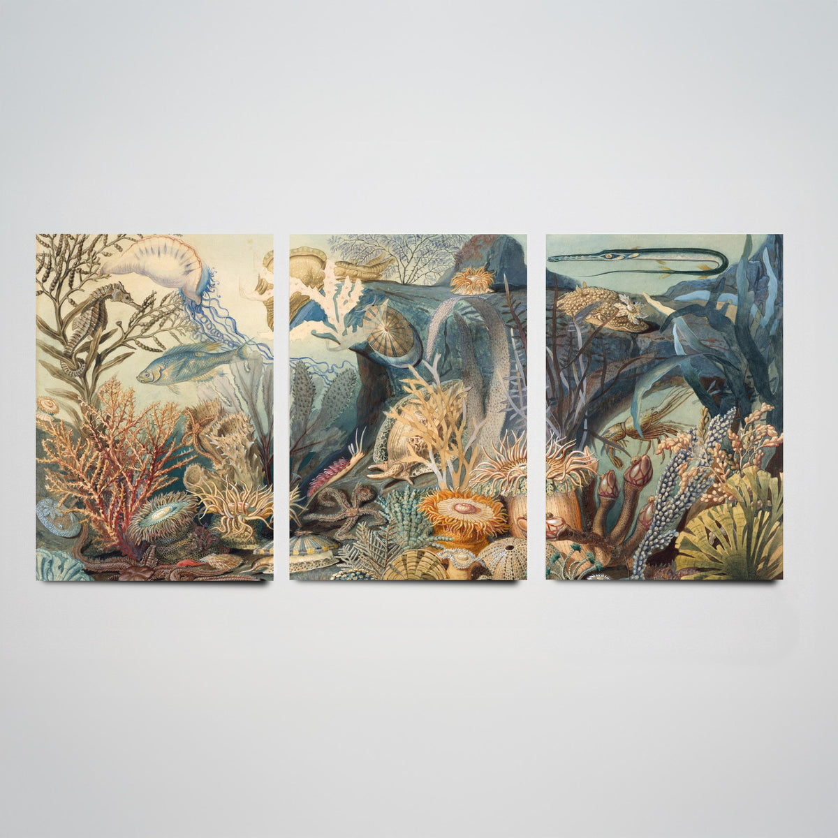 James Sommerville Ocean Life Set of Three Art Prints - Victorian Undersea Lithographs - Natural History Illustration Poster