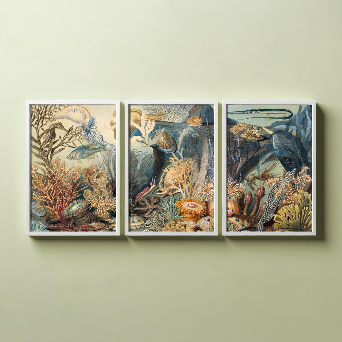 James Sommerville Ocean Life Set of Three Art Prints - Victorian Undersea Lithographs - Natural History Illustration Poster