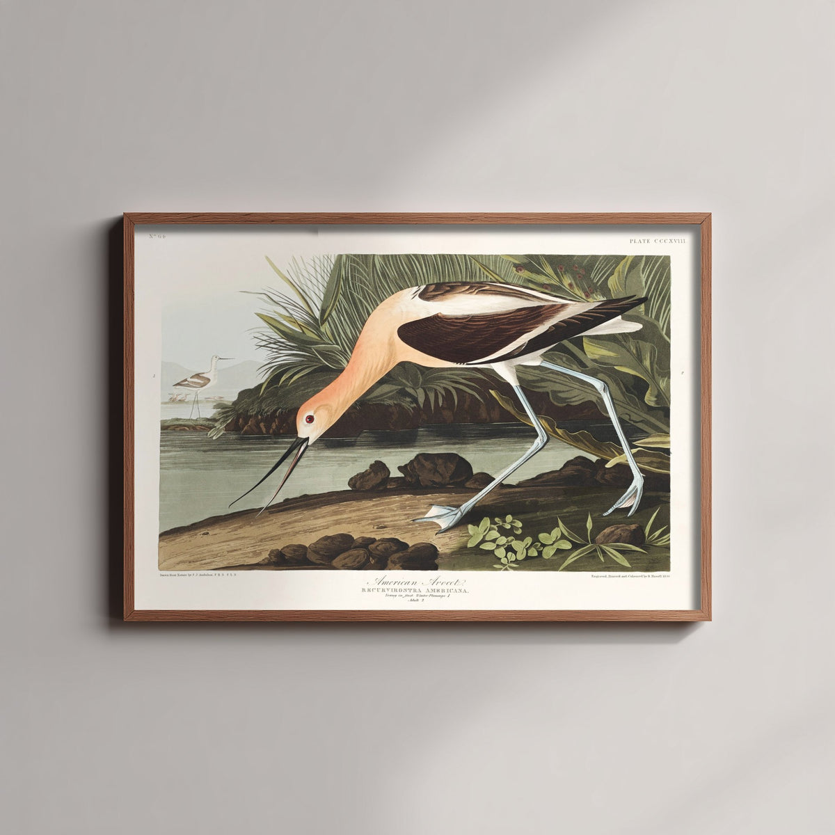 American Avocet Art Print - John James Audubon Poster - Birds of America Vintage Illustration
