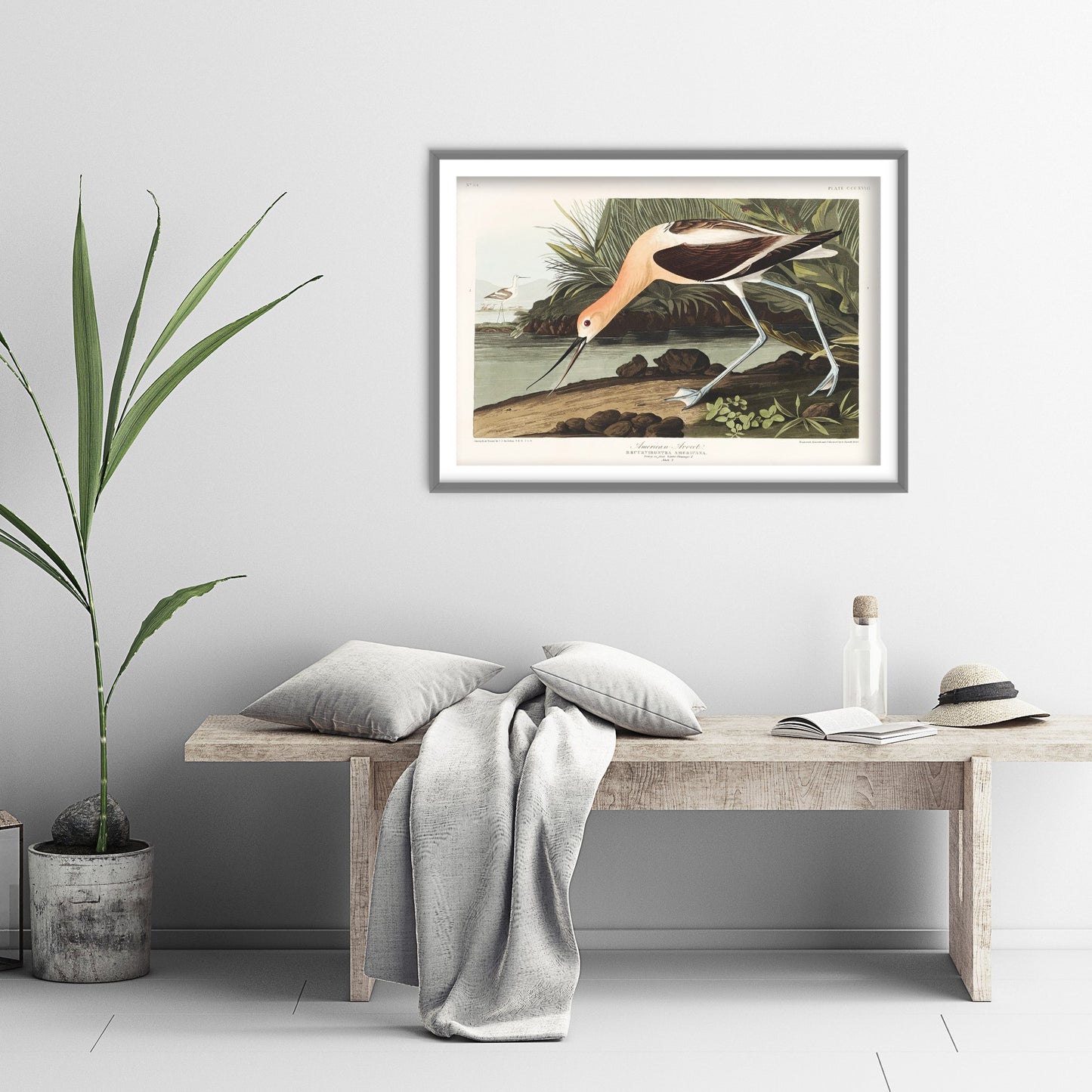 American Avocet Art Print - John James Audubon Poster - Birds of America Vintage Illustration