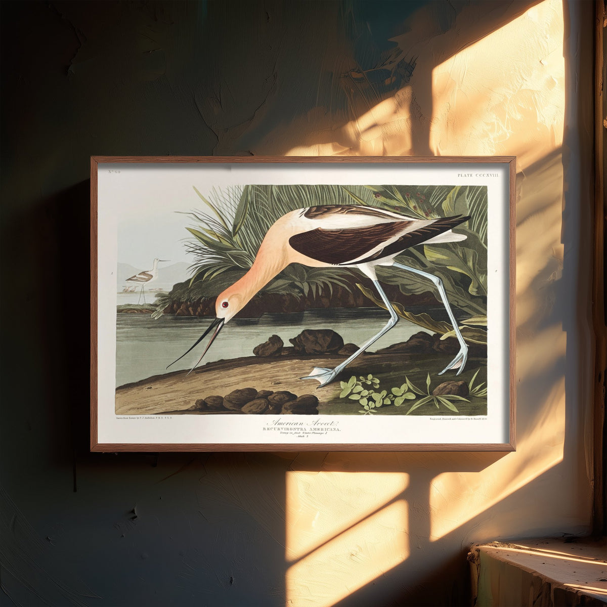 American Avocet Art Print - John James Audubon Poster - Birds of America Vintage Illustration