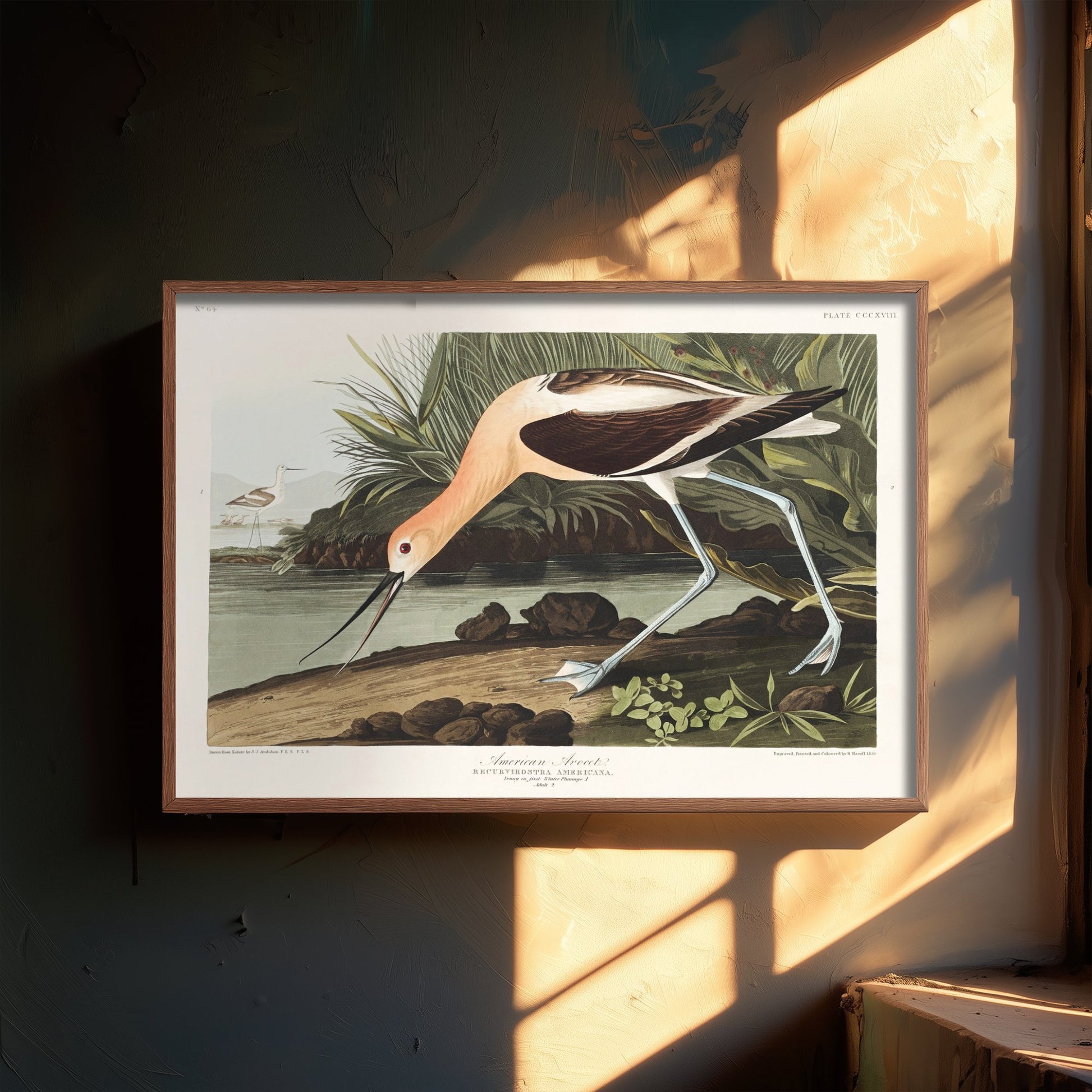 American Avocet Art Print - John James Audubon Poster - Birds of America Vintage Illustration