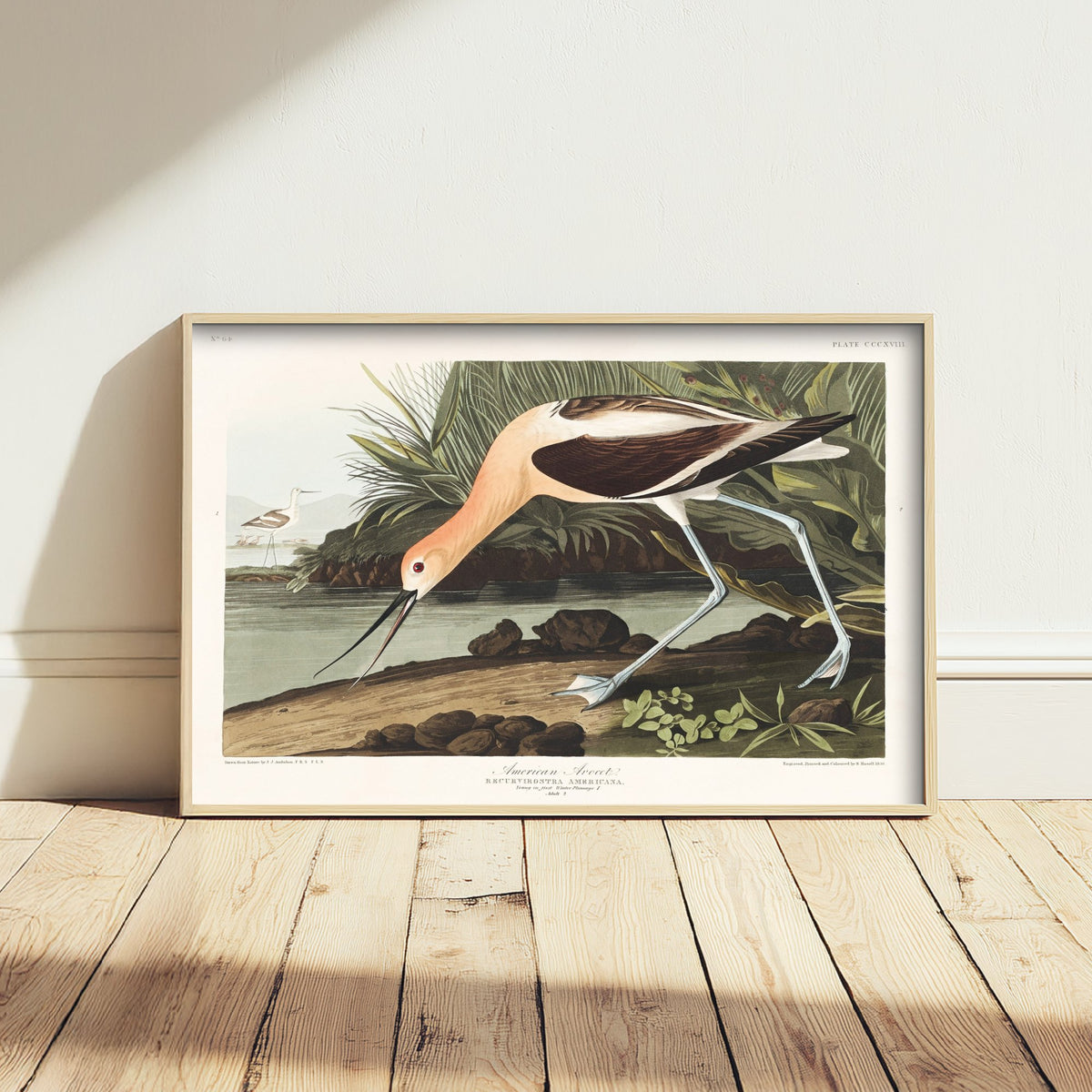 American Avocet Art Print - John James Audubon Poster - Birds of America Vintage Illustration