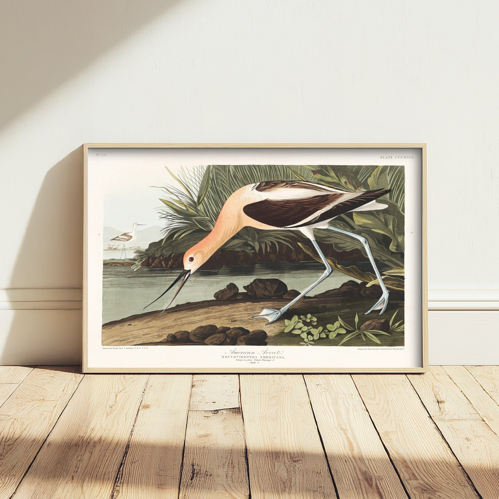 American Avocet Art Print - John James Audubon Poster - Birds of America Vintage Illustration