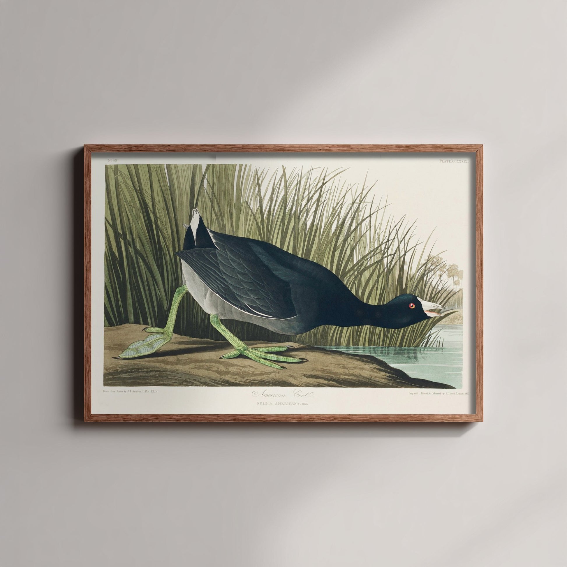 American Coot Art Print - John James Audubon Poster - Birds of America Vintage Illustration