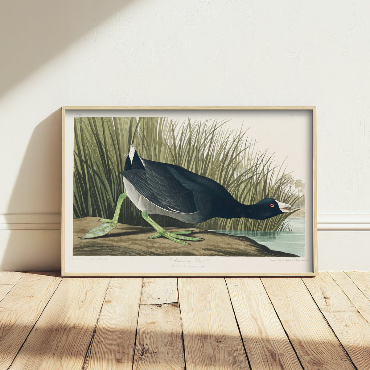 American Coot Art Print - John James Audubon Poster - Birds of America Vintage Illustration