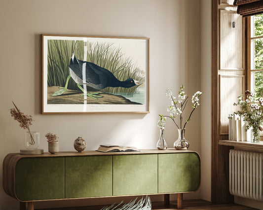 American Coot Art Print - John James Audubon Poster - Birds of America Vintage Illustration