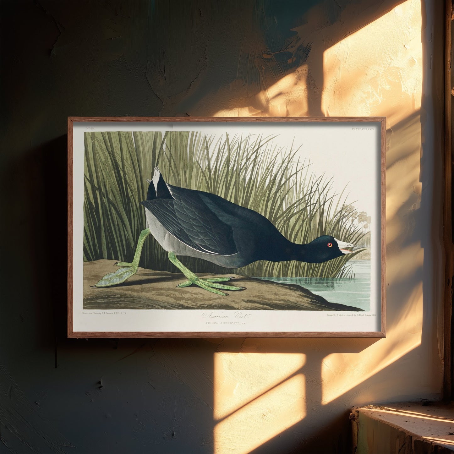 American Coot Art Print - John James Audubon Poster - Birds of America Vintage Illustration