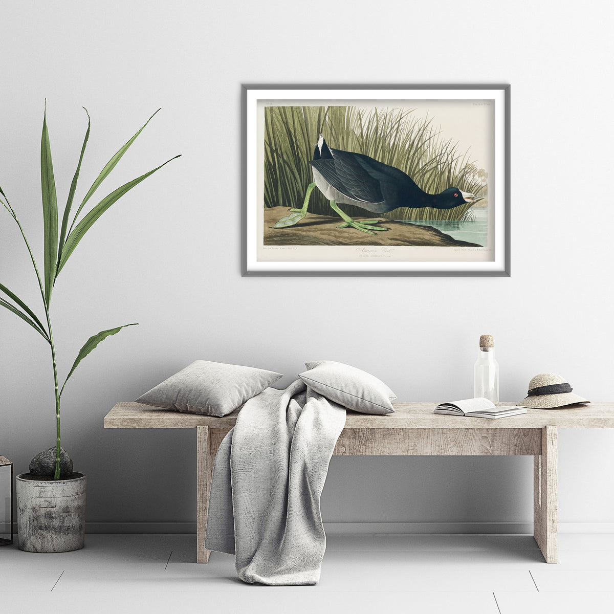 American Coot Art Print - John James Audubon Poster - Birds of America Vintage Illustration