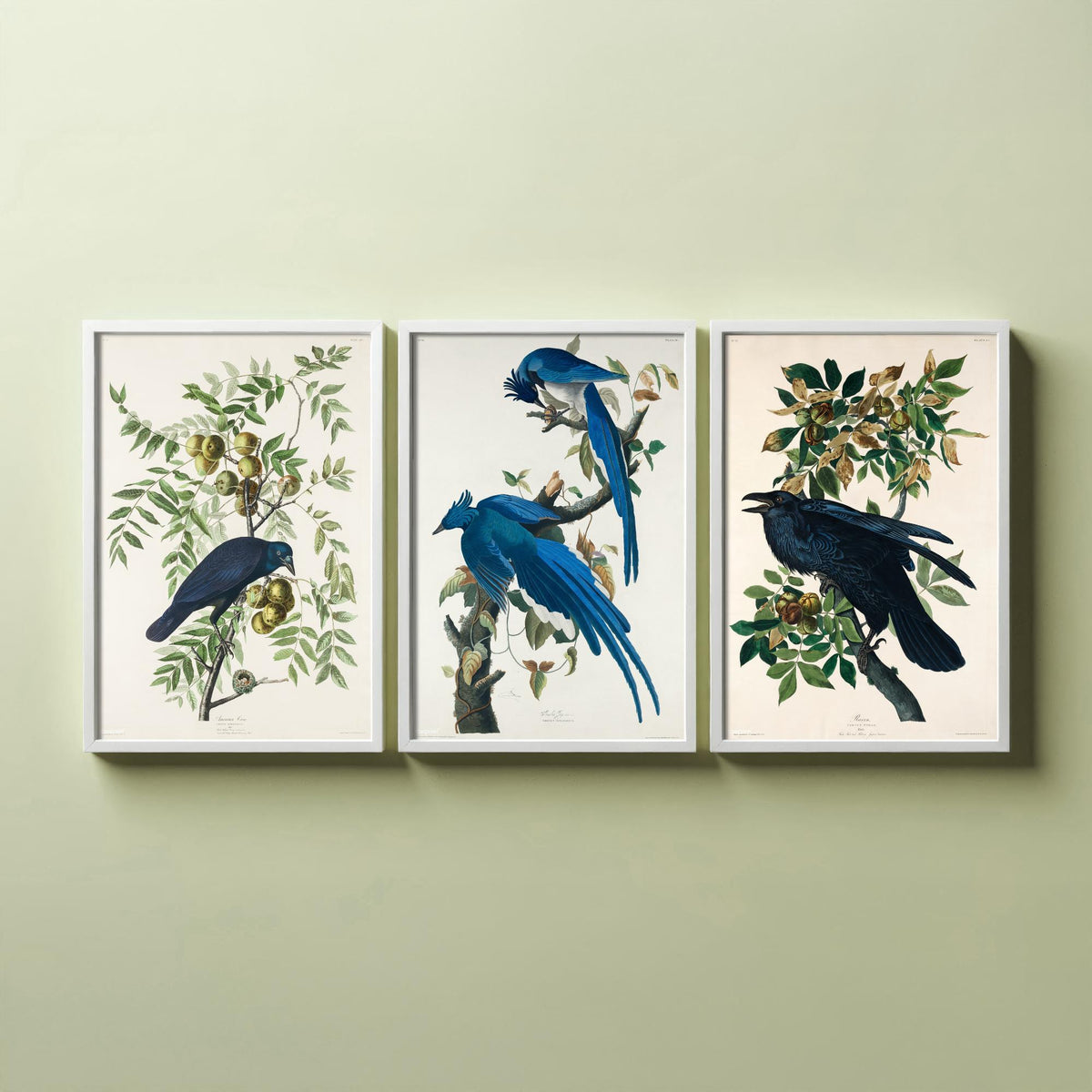 Set of Three John James Audubon Prints - American Crow Columbia Jay Raven - 3 Bird Paintings Poster Wall Art Gift Illustration