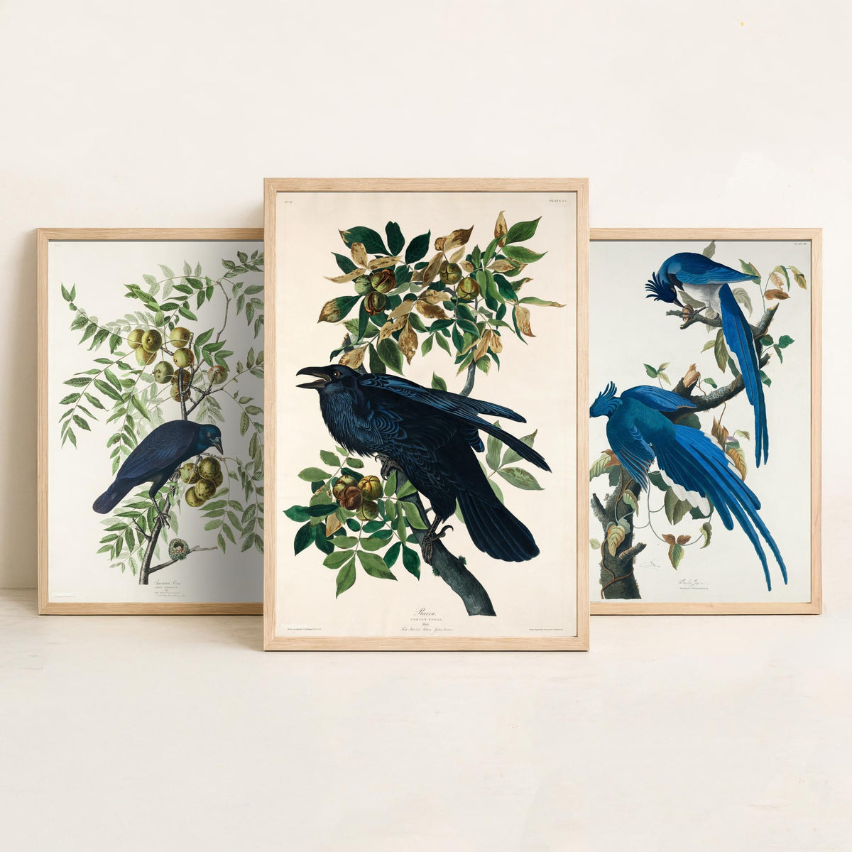Set of Three John James Audubon Prints - American Crow Columbia Jay Raven - 3 Bird Paintings Poster Wall Art Gift Illustration