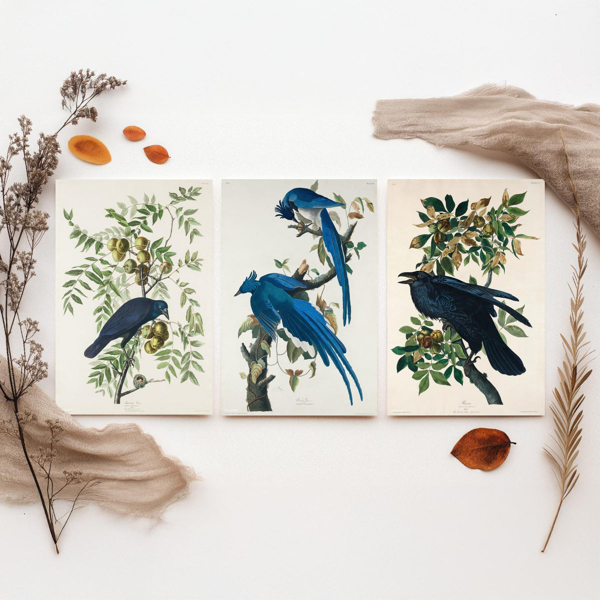 Set of Three John James Audubon Prints - American Crow Columbia Jay Raven - 3 Bird Paintings Poster Wall Art Gift Illustration