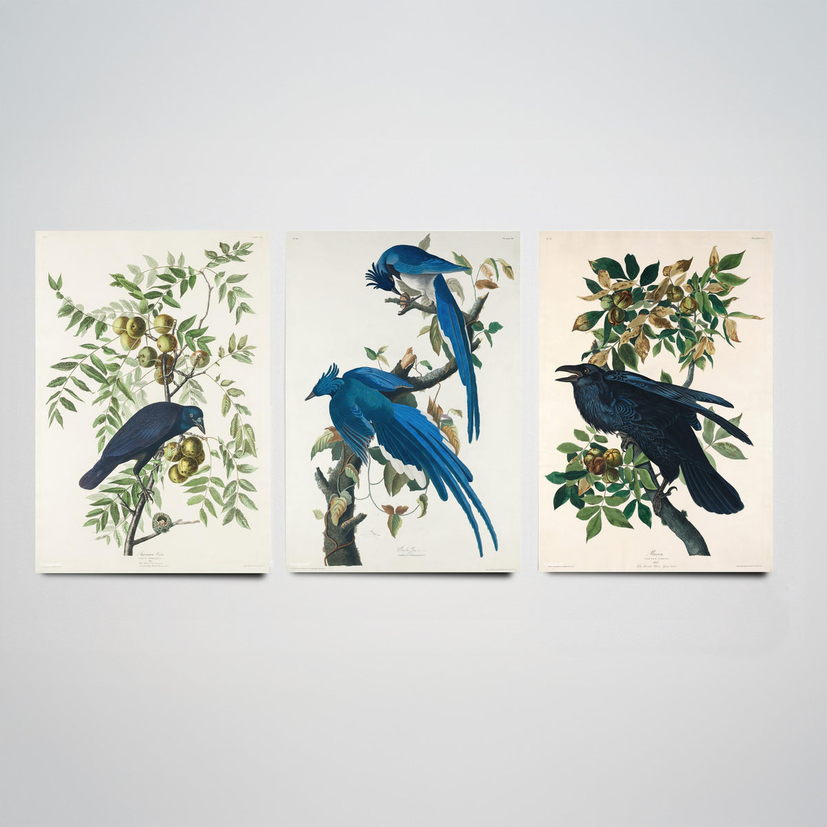 Set of Three John James Audubon Prints - American Crow Columbia Jay Raven - 3 Bird Paintings Poster Wall Art Gift Illustration
