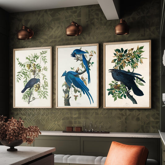 Set of Three John James Audubon Prints - American Crow Columbia Jay Raven - 3 Bird Paintings Poster Wall Art Gift Illustration