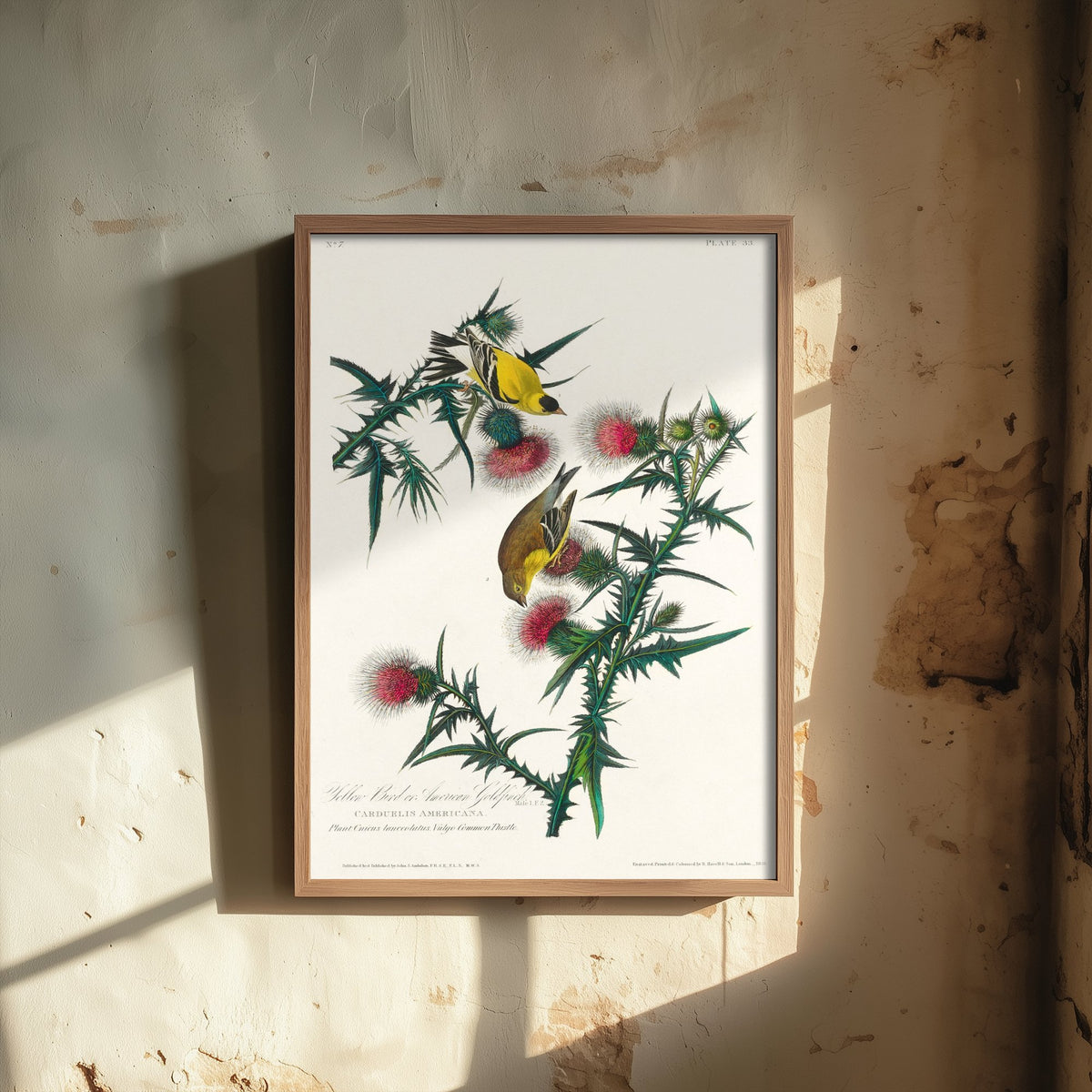 American Goldfinch Art Print - John James Audubon Poster - Birds of America Vintage Illustration