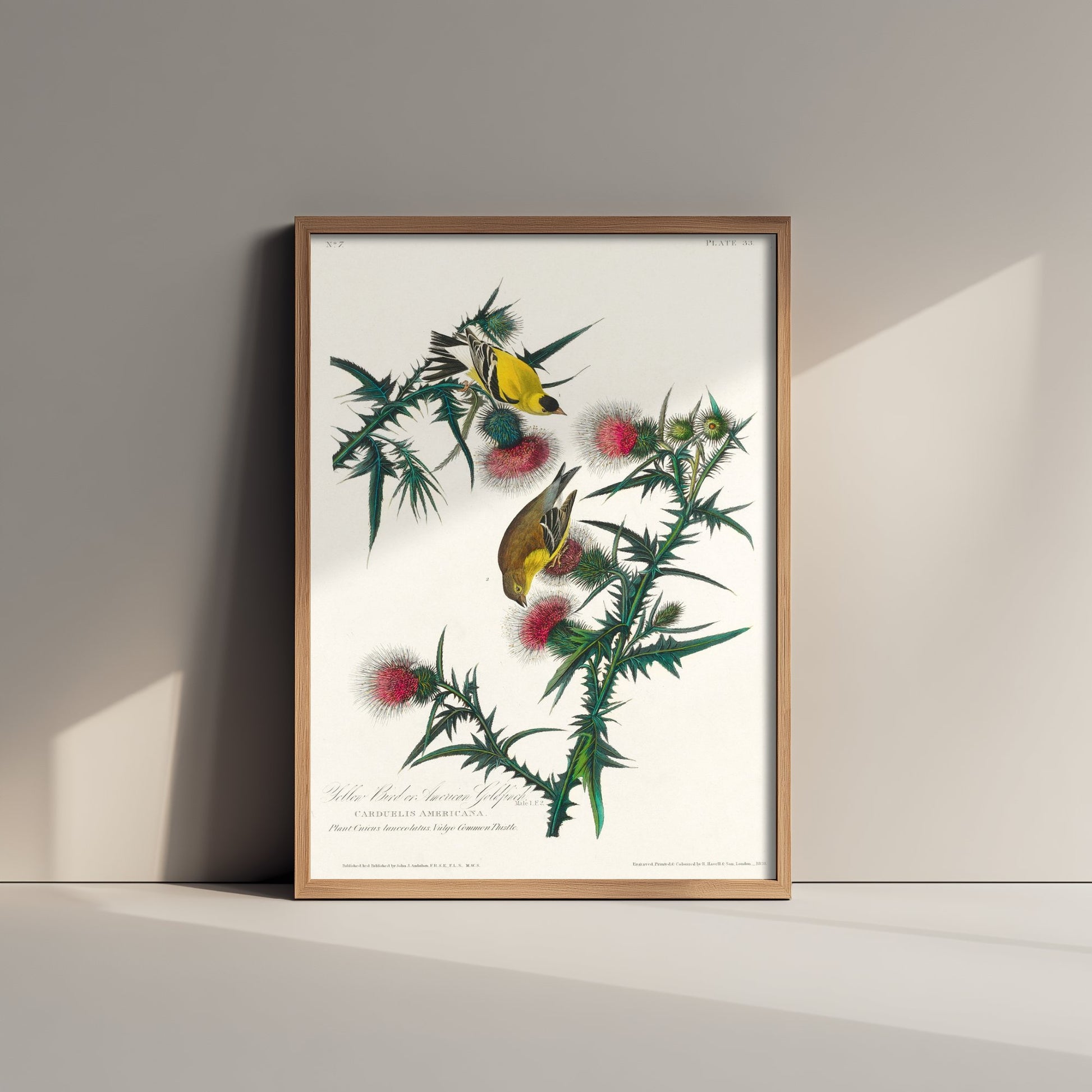 American Goldfinch Art Print - John James Audubon Poster - Birds of America Vintage Illustration