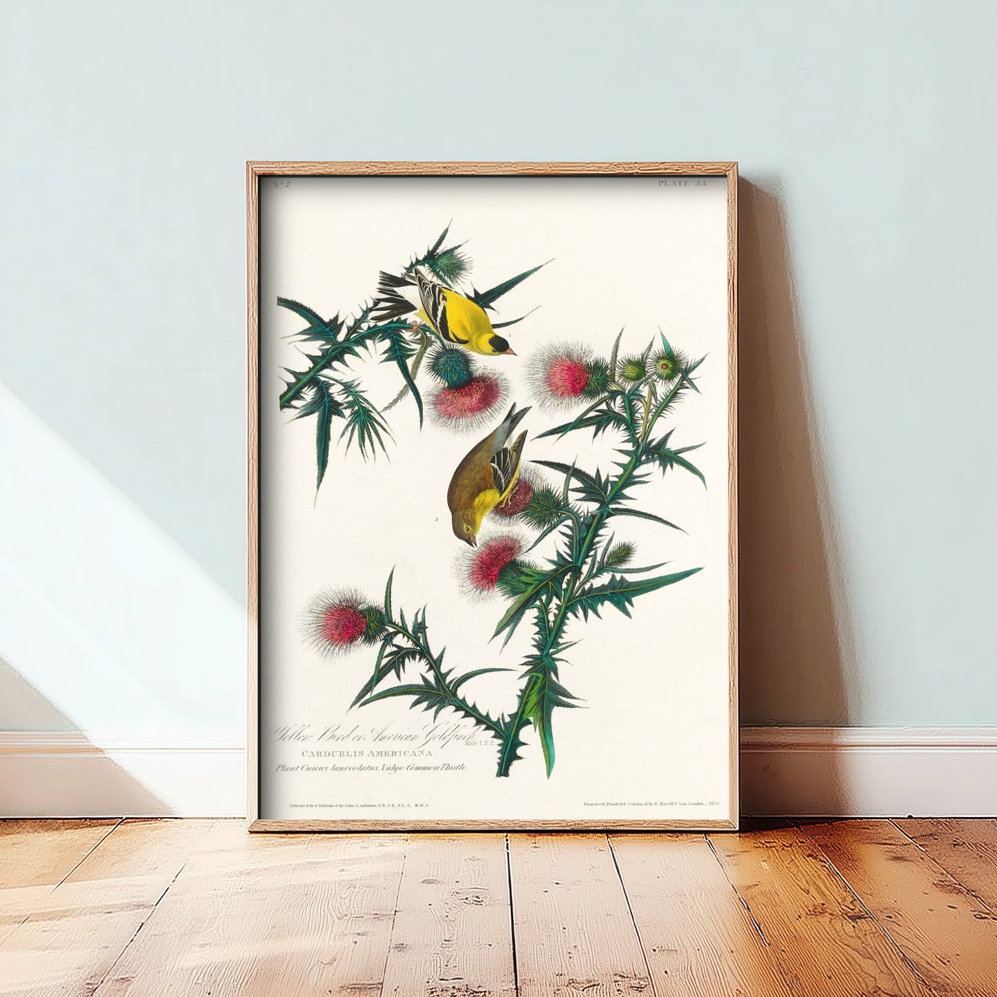 American Goldfinch Art Print - John James Audubon Poster - Birds of America Vintage Illustration