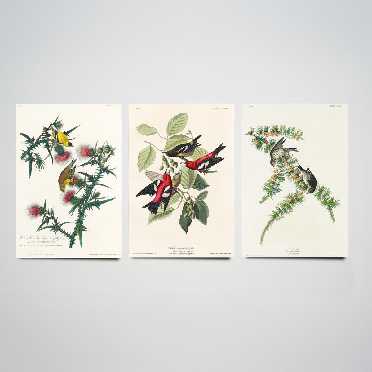 Set of Three John James Audubon Prints - American Goldfinch White-winged Crossbill Pine Siskin - 3 Bird Paintings Poster Wall Art Gift