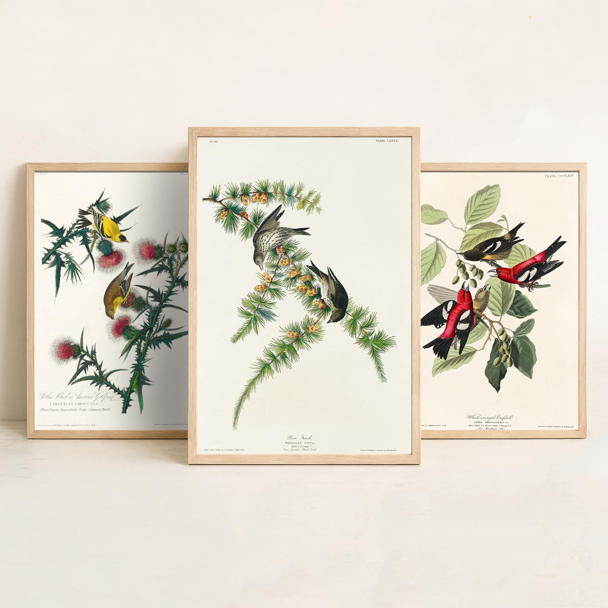 Set of Three John James Audubon Prints - American Goldfinch White-winged Crossbill Pine Siskin - 3 Bird Paintings Poster Wall Art Gift