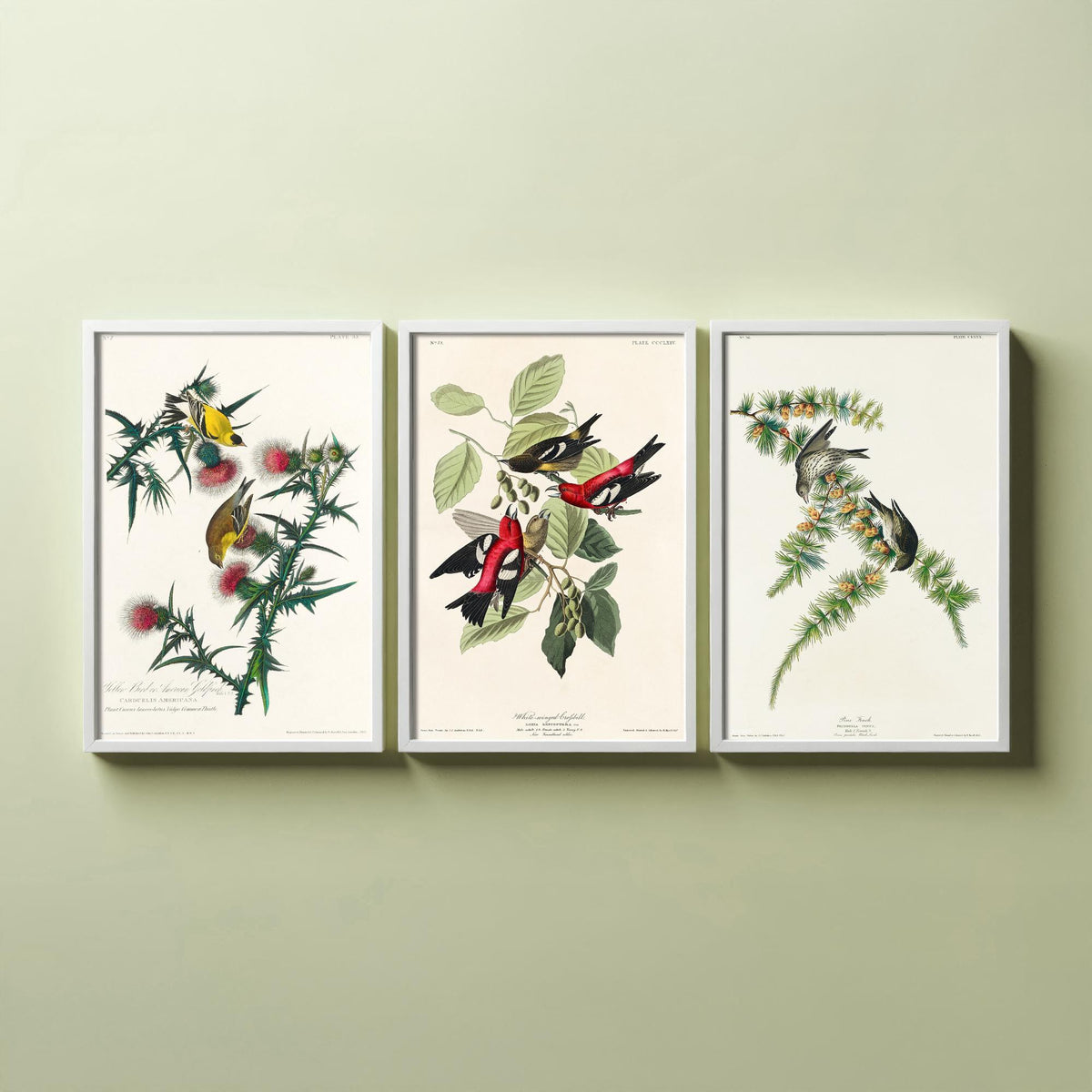 Set of Three John James Audubon Prints - American Goldfinch White-winged Crossbill Pine Siskin - 3 Bird Paintings Poster Wall Art Gift