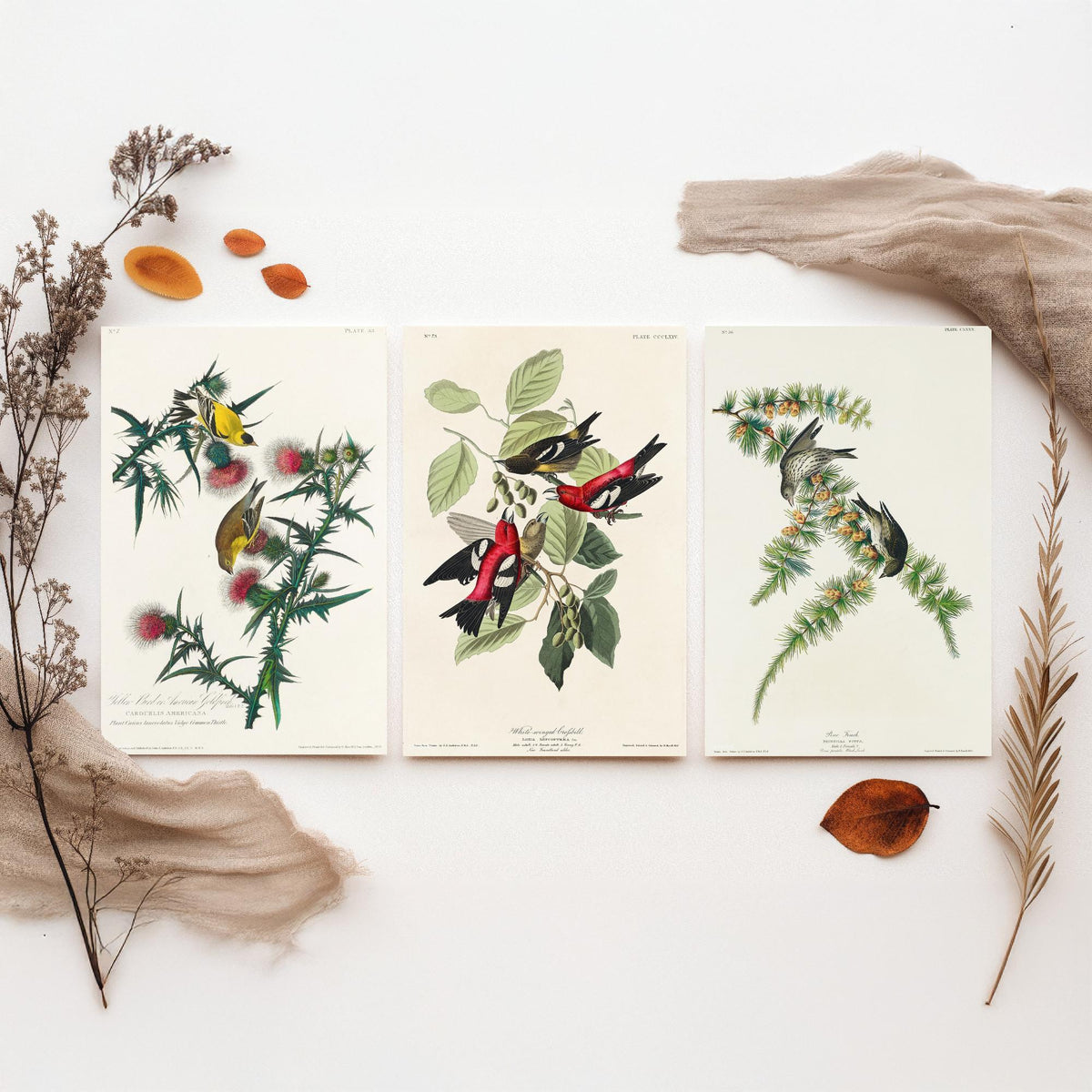Set of Three John James Audubon Prints - American Goldfinch White-winged Crossbill Pine Siskin - 3 Bird Paintings Poster Wall Art Gift