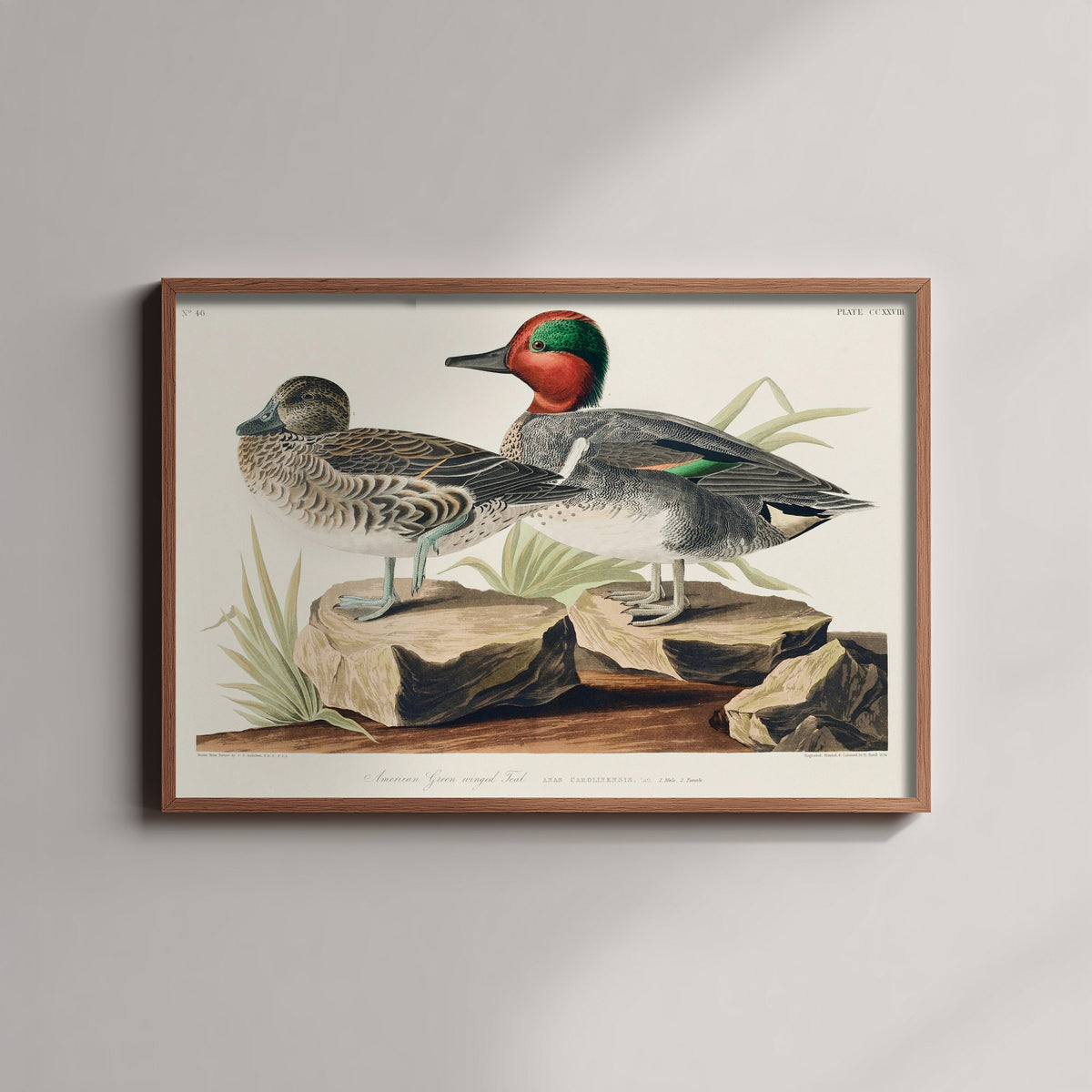 Green-winged Teal Art Print - John James Audubon Poster - Birds of America Vintage Illustration