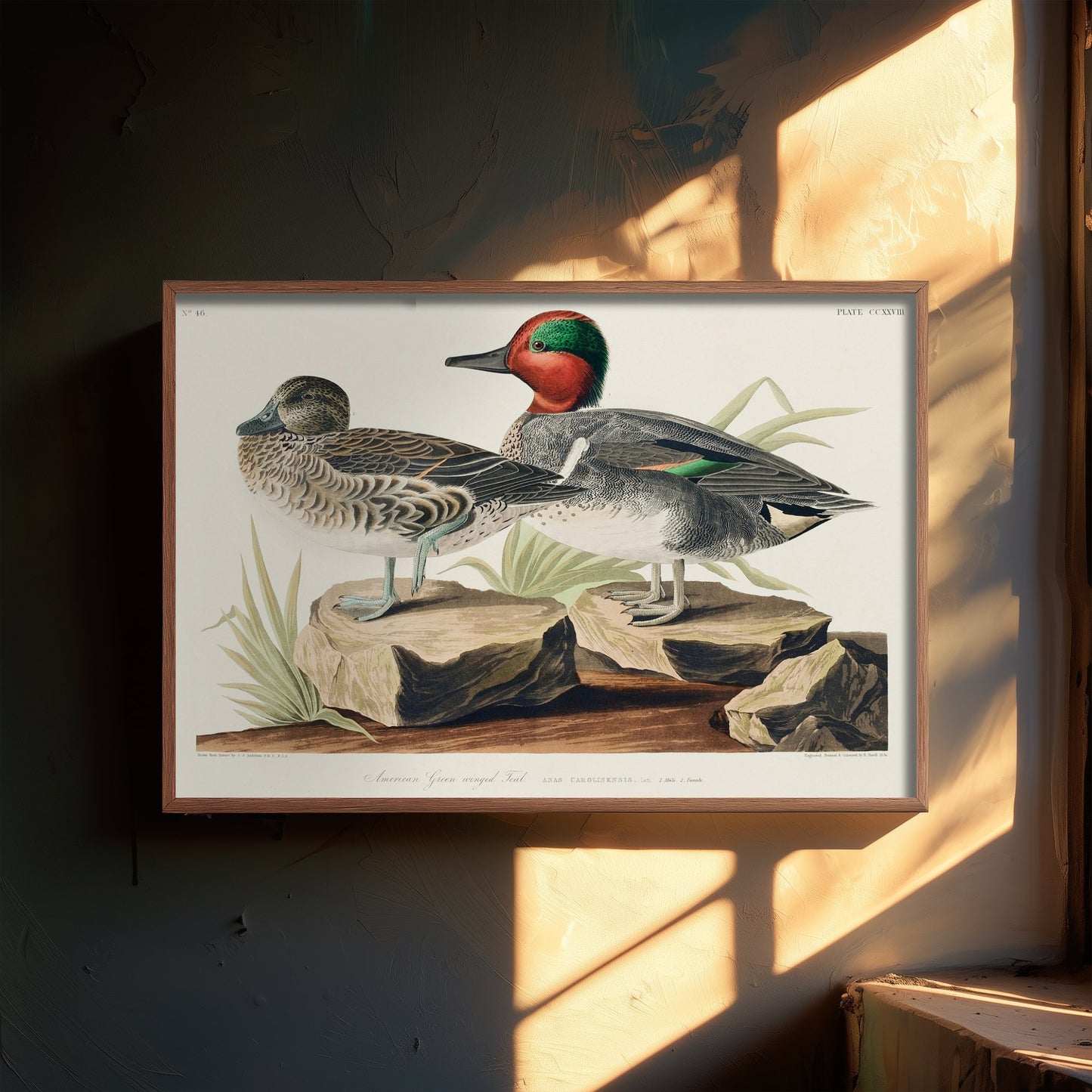 Green-winged Teal Art Print - John James Audubon Poster - Birds of America Vintage Illustration