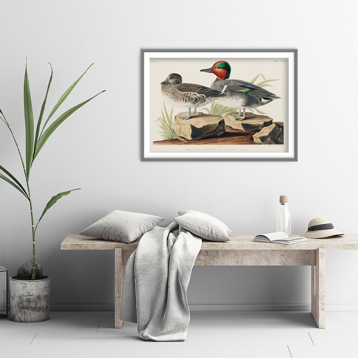 Green-winged Teal Art Print - John James Audubon Poster - Birds of America Vintage Illustration