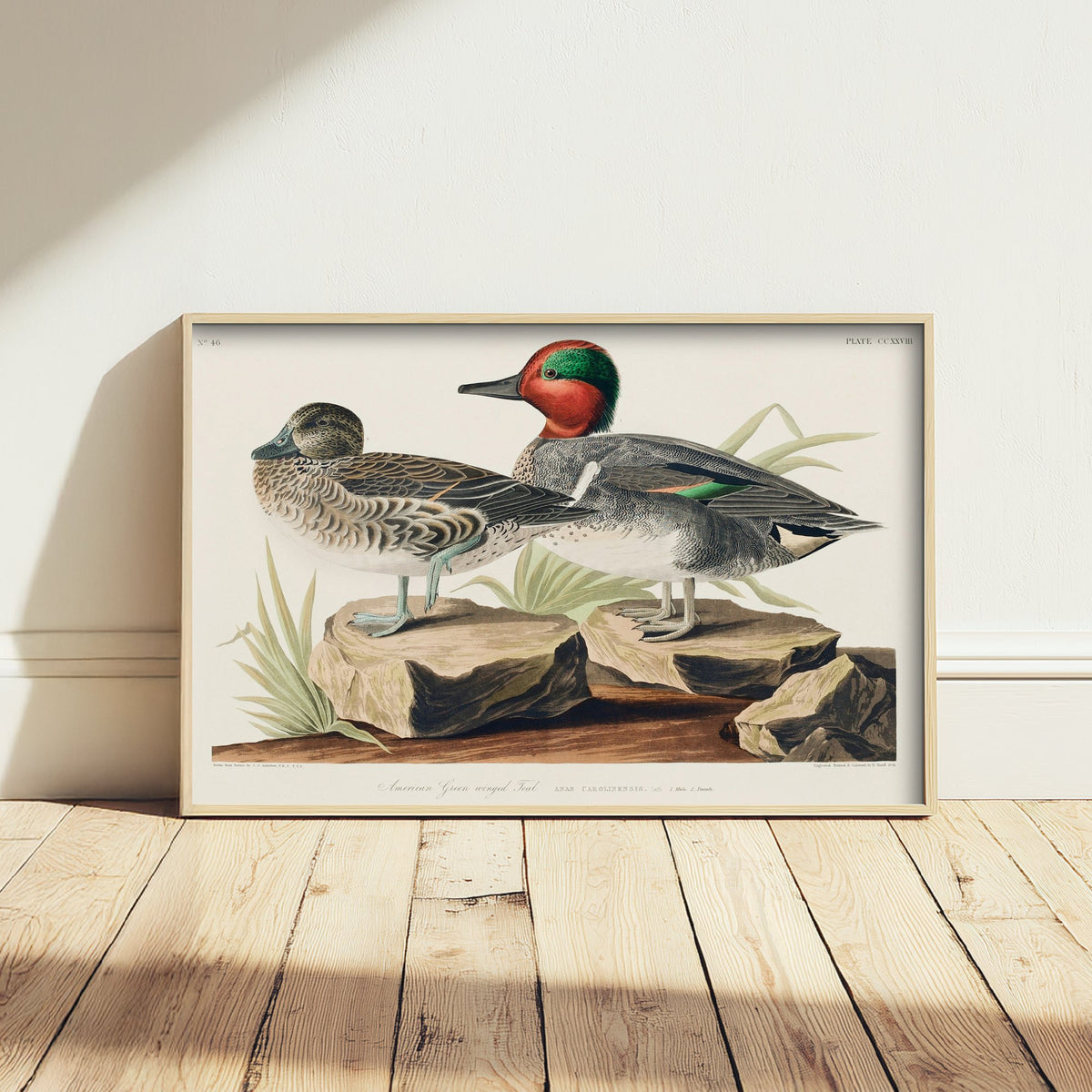 Green-winged Teal Art Print - John James Audubon Poster - Birds of America Vintage Illustration