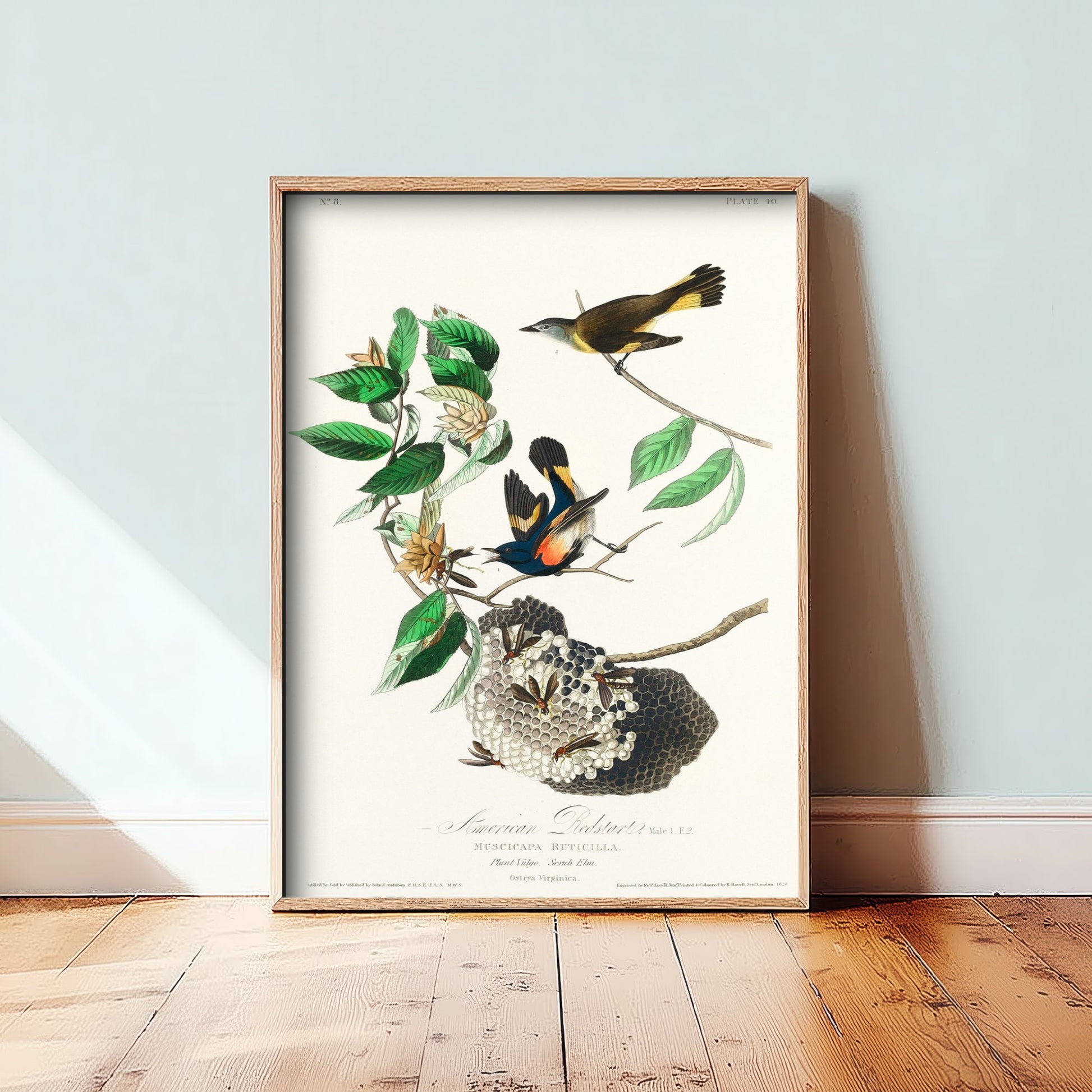 American Redstart Art Print - John James Audubon Poster - Birds of America Vintage Illustration