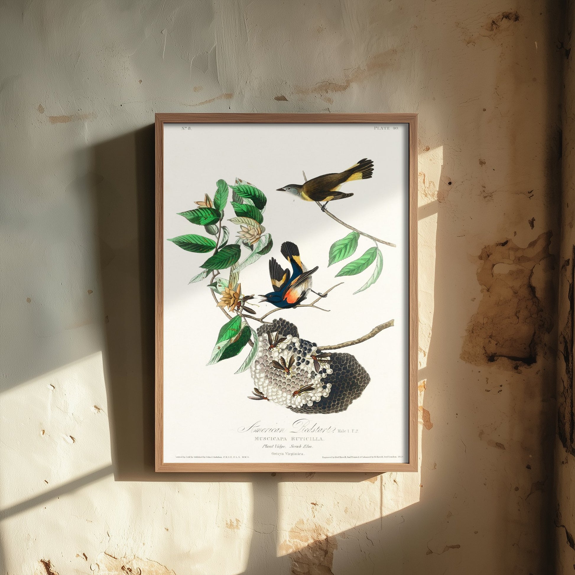 American Redstart Art Print - John James Audubon Poster - Birds of America Vintage Illustration