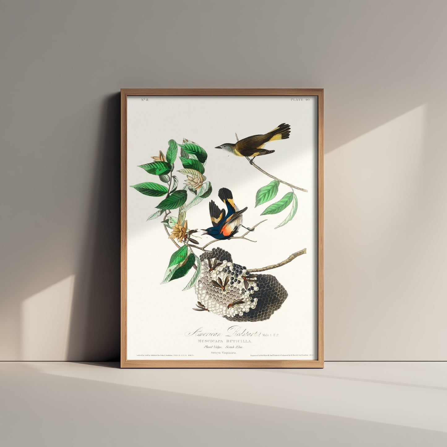 American Redstart Art Print - John James Audubon Poster - Birds of America Vintage Illustration