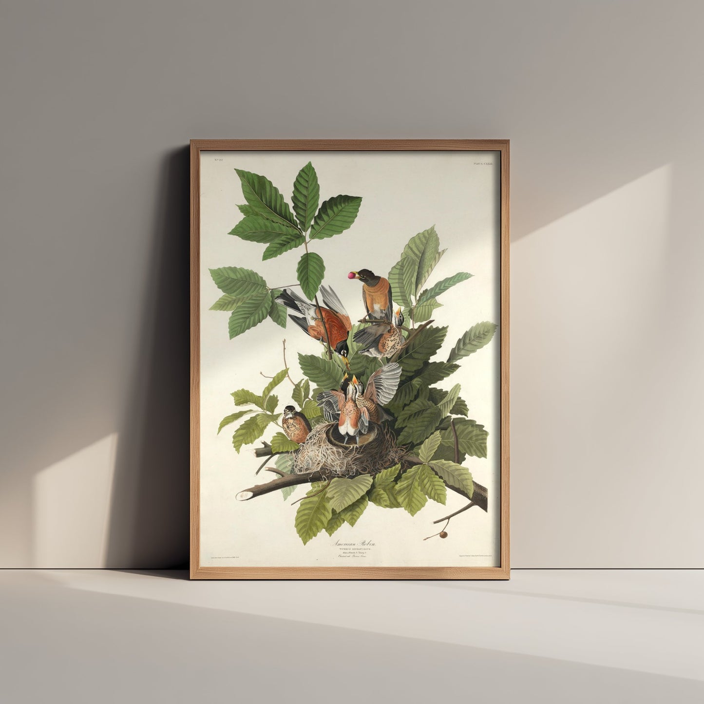 John James Audubon - American Robin - Birds of America Art Print Poster - Classic Painting 1/3