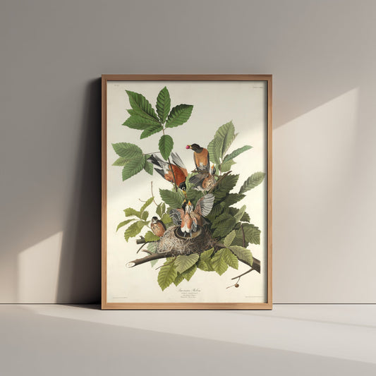 John James Audubon - American Robin - Birds of America Art Print Poster - Classic Painting 1/3