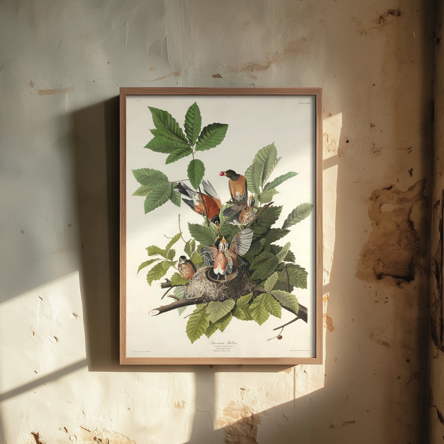 John James Audubon - American Robin - Birds of America Art Print Poster - Classic Painting 1/3