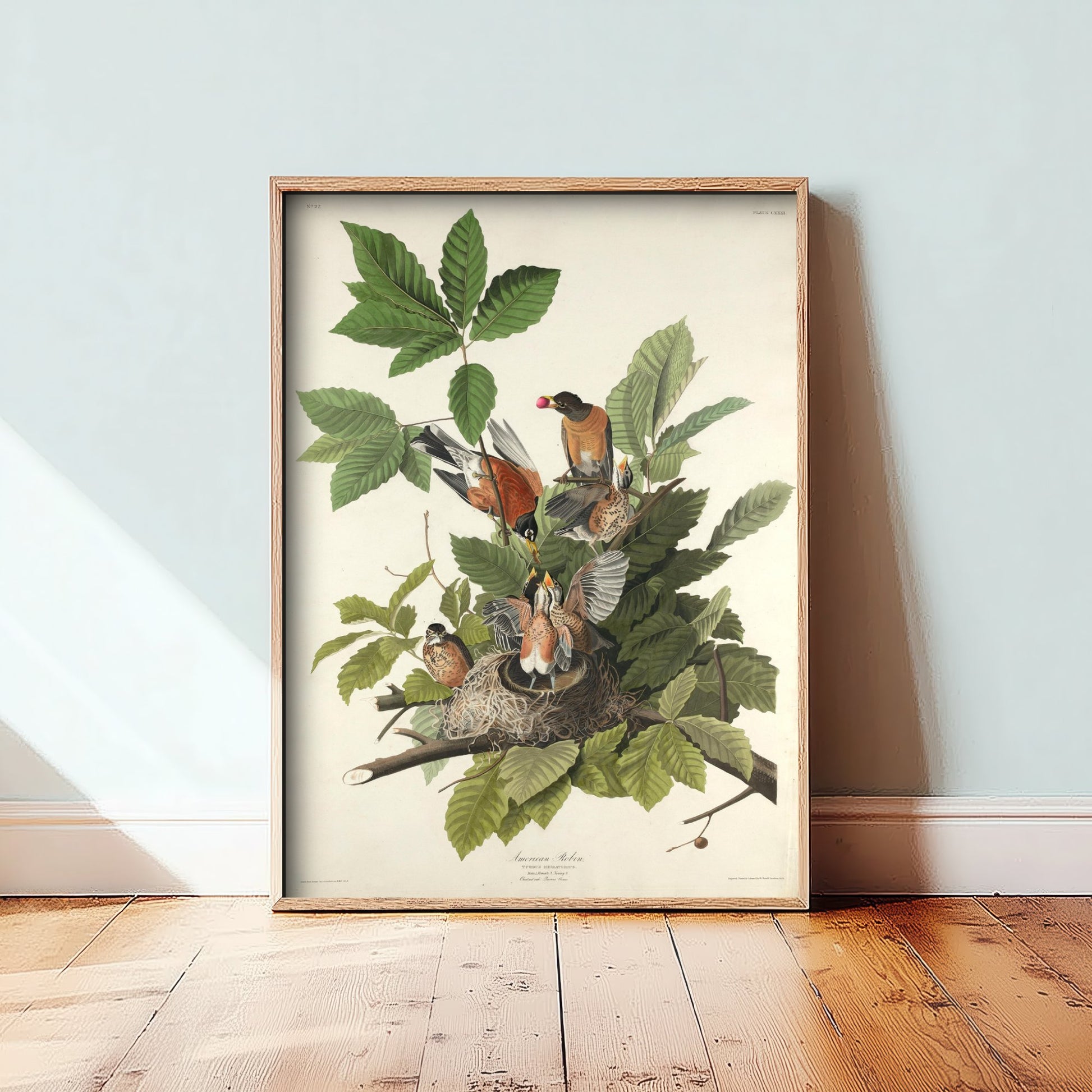 John James Audubon - American Robin - Birds of America Art Print Poster - Classic Painting 1/3
